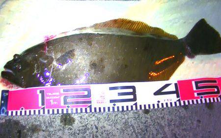 浜、湾内ともに連日アオリイカ、ヒラメ、モンゴウ、タコその他